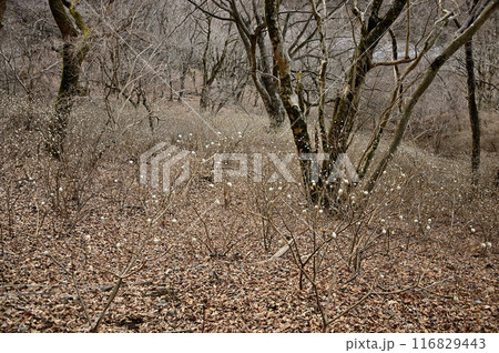 丹沢の檜洞丸　森をうめつくす春待つミツマタの蕾 116829443