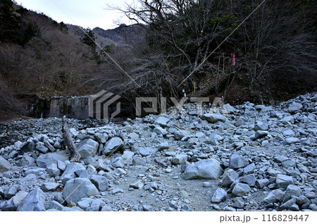 丹沢の檜洞丸　朝の冷たい色をしたゴーラ沢出合の登山道 116829447