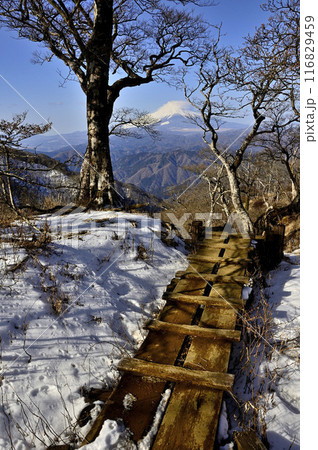 丹沢の檜洞丸より　石棚山稜の木道の先に聳える富士山 116829459