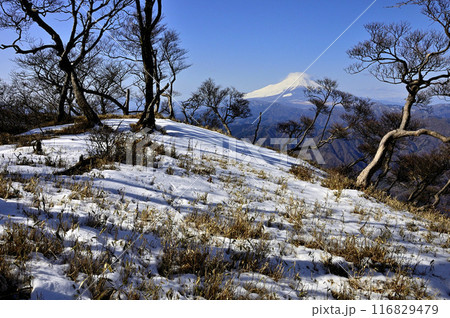 丹沢山地の檜洞丸より 厳冬の富士山と稜線に積もる雪 丹沢山地の檜洞丸より 厳冬の富士山と稜線に積もる雪 116829479