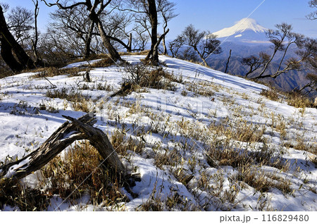 丹沢山地の檜洞丸より　厳冬の富士山と稜線に積もる雪 116829480