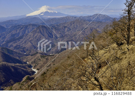 丹沢 熊笹ノ峰のヤタ尾根出合より望む厳冬の富士山と西丹沢 丹沢 熊笹ノ峰のヤタ尾根出合より望む厳冬の富士山と西丹沢 116829488