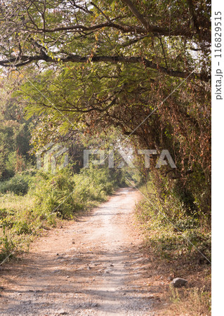 Dusty path winds through a lush, sun-dappled green tunnel. 116829515