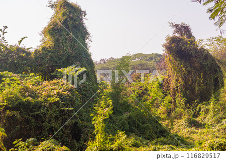 Lush green foliage dominates the scene with towering vines and dense undergrowth. 116829517