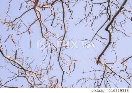 a clear blue sky with bare tree branches against it. 116829518