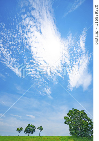 夏の青空と草原 116829520