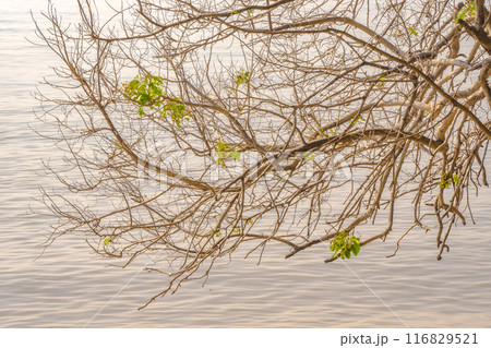 Tree branches with lush green leaves extend over a calm, reflective body of water. 116829521