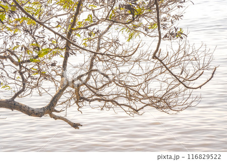 Tree branches with lush green leaves extend over a calm, reflective body of water. 116829522