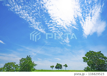 夏の青空と草原 116829523
