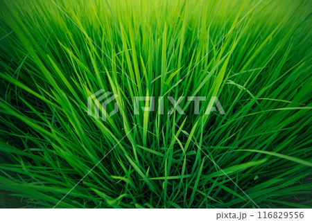 Green rice tree in the field Green rice tree in the field 116829556