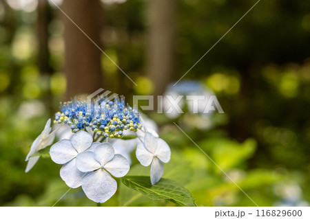 みちのくあじさい園の紫陽花 116829600