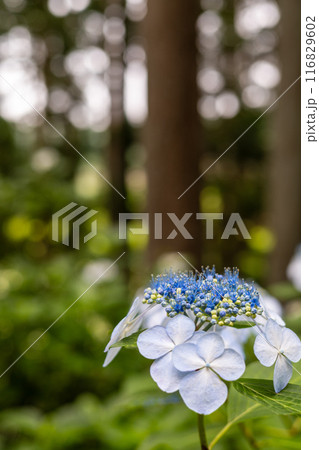 みちのくあじさい園の紫陽花 116829602