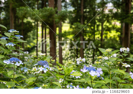 みちのくあじさい園の紫陽花 116829603