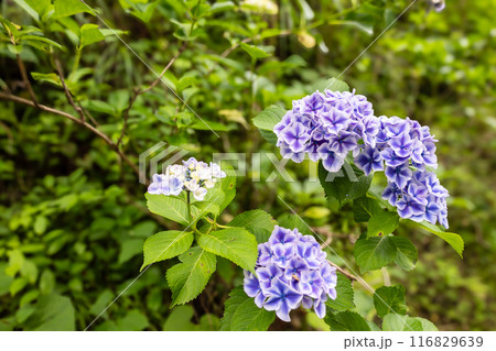 みちのくあじさい園の紫陽花 116829639