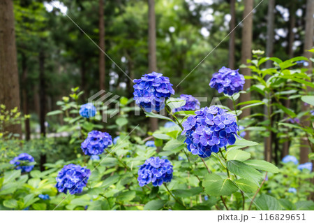 みちのくあじさい園の紫陽花 116829651