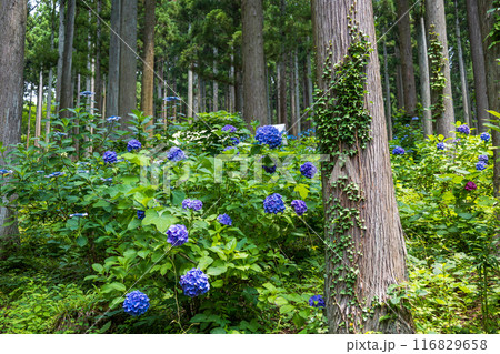 みちのくあじさい園の紫陽花 116829658