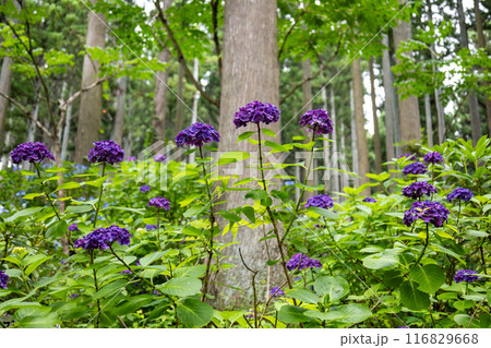 みちのくあじさい園の紫陽花 116829668
