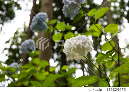 みちのくあじさい園の紫陽花 116829676