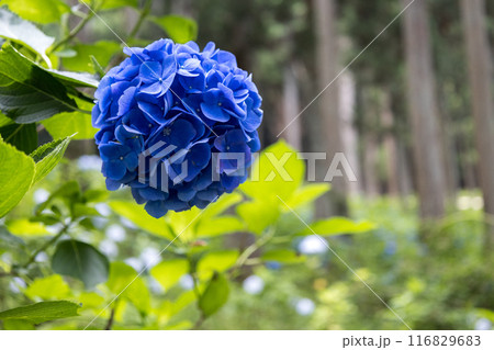 みちのくあじさい園の紫陽花 116829683