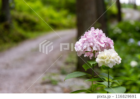 みちのくあじさい園の紫陽花 116829691