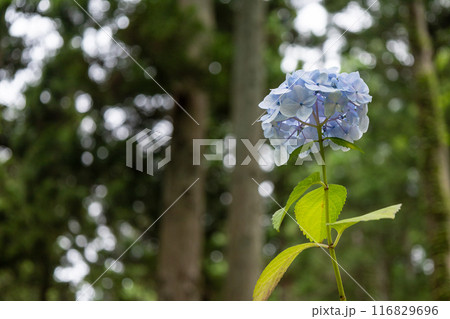 みちのくあじさい園の紫陽花 116829696