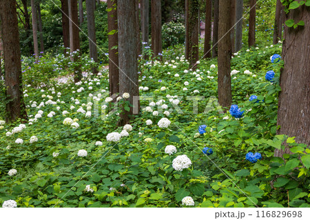 みちのくあじさい園の紫陽花 116829698