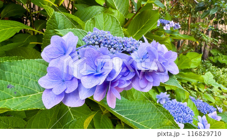 The beautiful views in Japan 116829710