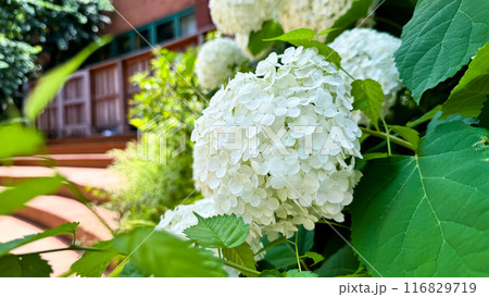 The beautiful views in Japan 116829719