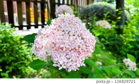 The beautiful views in Japan 116829721