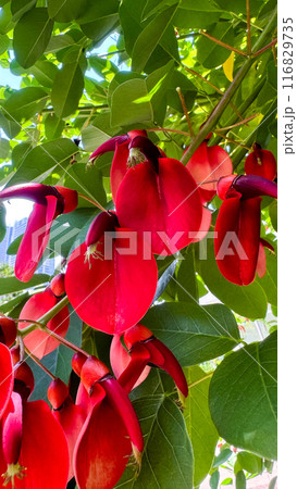 The beautiful views in Japan 116829735