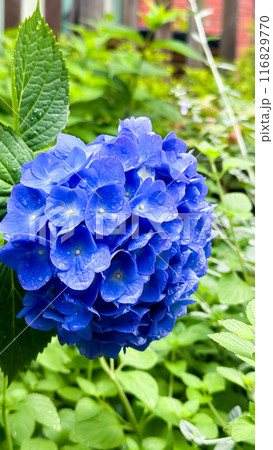 The beautiful views in Japan 116829770