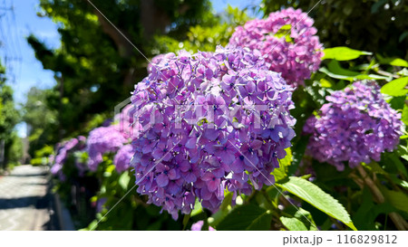 The beautiful views in Japan 116829812