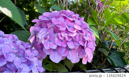 The beautiful views in Japan 116829824