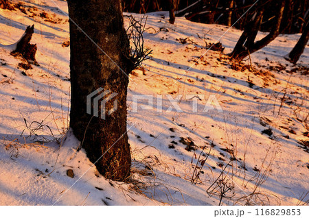 丹沢の二ノ塔　朝焼けに染まる雪稜の山地 116829853