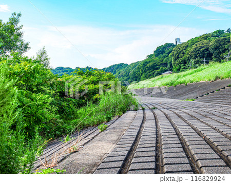 夏の昼間の市川江戸川堤 夏の昼間の市川江戸川堤 116829924