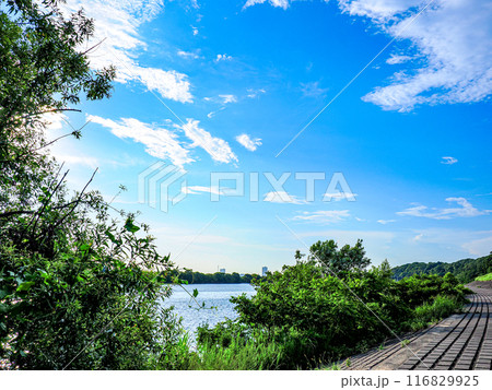 夏の昼間の市川江戸川堤 116829925