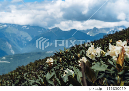 Flowers and grass of rhododendron in caucasus mountains, mountain tops and clouds on blue sky Flowers and grass of rhododendron in caucasus mountains, mountain tops and clouds on blue sky 116830039