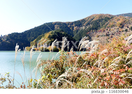 ススキ ススキ 116830046