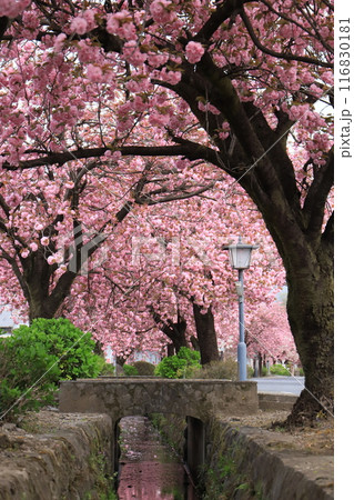 八重桜の白井宿 八重桜の白井宿 116830181
