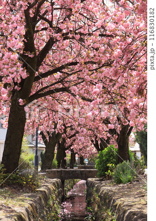 八重桜の白井宿 116830182