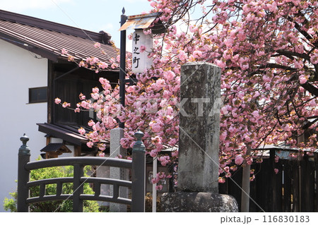 八重桜の白井宿（白井町の道しるべ） 116830183