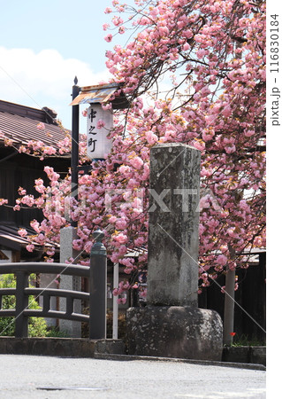 八重桜の白井宿（白井町の道しるべ） 116830184