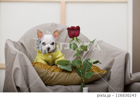 A small Chihuahua dog poses in a chair next to a red rose, wearing a yellow jacket and looking at the camera. 116830243