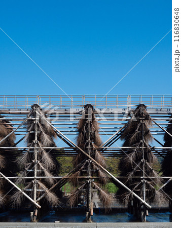 塩田　竹　青空 116830648
