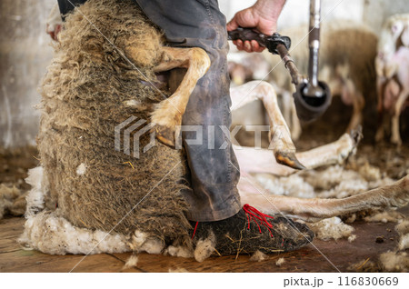 Sheep wool shearing by farmer. Shearing the wool from sheep. 116830669