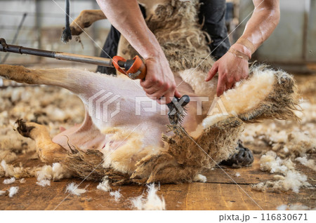 Sheep wool shearing by farmer. Shearing the wool from sheep. Sheep wool shearing by farmer. Shearing the wool from sheep. 116830671