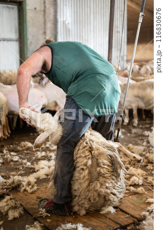 Sheep wool shearing by farmer. Shearing the wool from sheep. Sheep wool shearing by farmer. Shearing the wool from sheep. 116830676