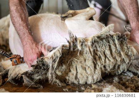 Sheep wool shearing by farmer. Shearing the wool from sheep. Sheep wool shearing by farmer. Shearing the wool from sheep. 116830681