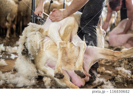 Sheep wool shearing by farmer. Shearing the wool from sheep. 116830682