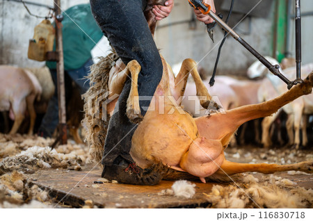 Sheep wool shearing by farmer. Shearing the wool from sheep. 116830718